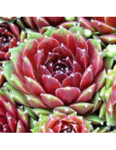 Joubarbe hybride Silberkarneol - Sempervivum Silberkarneol