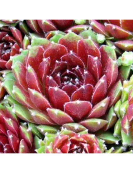 Joubarbe hybride Silberkarneol - Sempervivum Silberkarneol