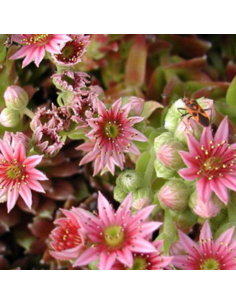 Joubarbe hybride Silberkarneol - Sempervivum Silberkarneol 2