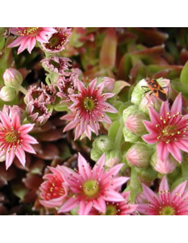 Joubarbe hybride Silberkarneol - Sempervivum...