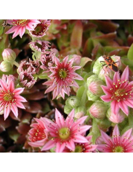 Joubarbe hybride Silberkarneol - Sempervivum Silberkarneol