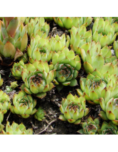 Joubarbe des toits - Sempervivum Tectorum