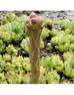 Joubarbe des toits - Sempervivum Tectorum 2