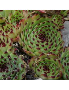 Joubarbe du calcaire - Sempervivum Calcareum