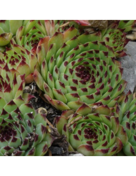 Joubarbe du calcaire - Sempervivum Calcareum