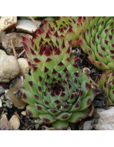 Joubarbe du calcaire - Sempervivum Calcareum