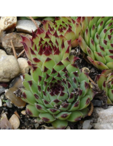 Joubarbe du calcaire - Sempervivum Calcareum