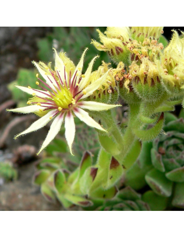 Joubarbe à grandes fleurs - Sempervivum Grandiflorum