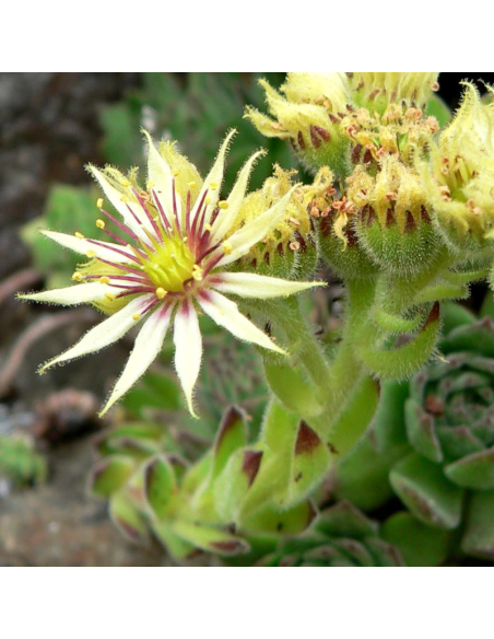 Joubarbe à grandes fleurs - Sempervivum Grandiflorum