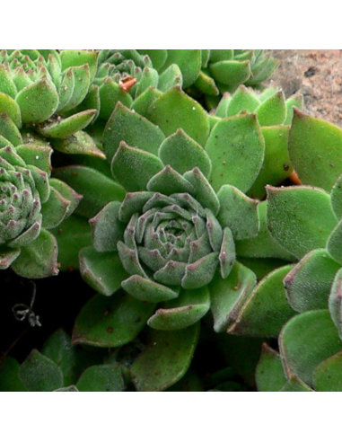 Joubarbe à grandes fleurs - Sempervivum...
