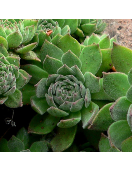 Joubarbe à grandes fleurs - Sempervivum Grandiflorum