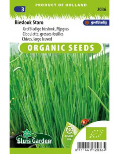 Semences Ciboulette - Allium schoenoprasum