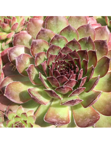 Joubarbe des toits Noir - Sempervivum Tectorum...