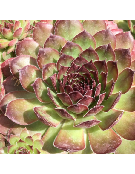 Joubarbe des toits Noir - Sempervivum Tectorum Noir