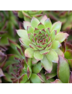 Joubarbe Gay Jester - Sempervivum Gay Jester 2