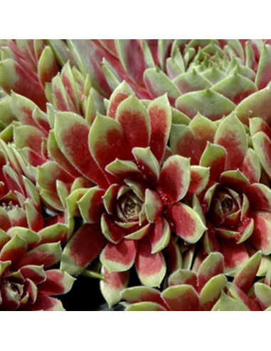 Joubarbe Commander Hay - Sempervivum Commander Hay