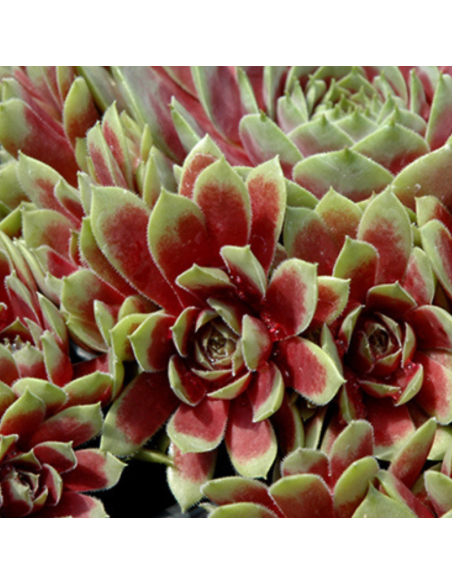 Joubarbe Commander Hay - Sempervivum Commander Hay