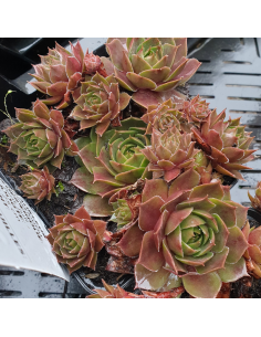 Joubarbe Othello - Sempervivum Othello