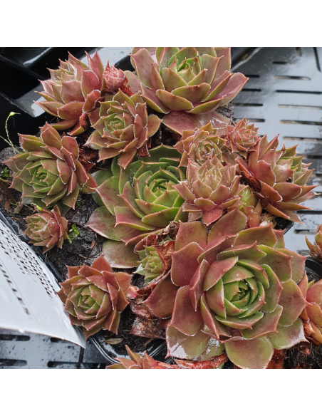 Joubarbe Othello - Sempervivum Othello