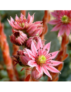 Joubarbe Othello - Sempervivum Othello 2