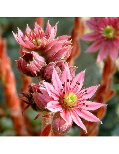 Joubarbe Othello - Sempervivum Othello