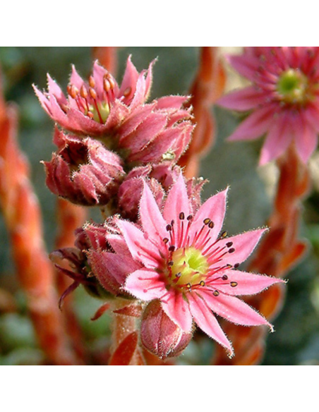 Joubarbe Othello - Sempervivum Othello