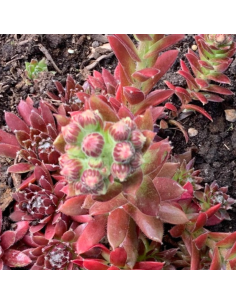 Joubarbe  - Sempervivum Pyrenaicum 2