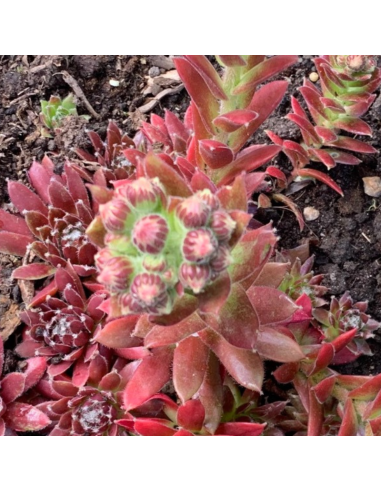 Joubarbe  - Sempervivum Pyrenaicum