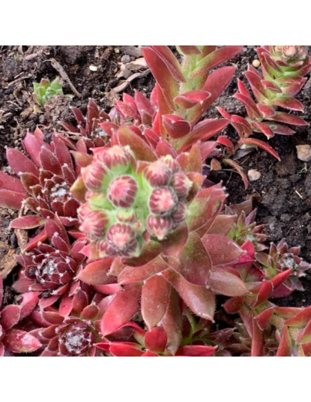 Joubarbe  - Sempervivum Pyrenaicum