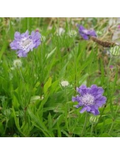 Scabieuse "Perfecta" 2