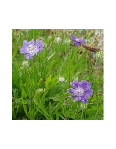 Scabieuse "Perfecta"
