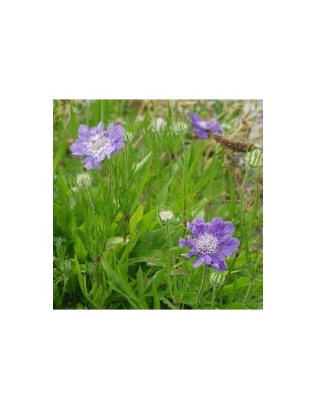Scabieuse "Perfecta" Scabieuse "Perfecta"