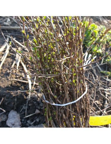 Cognassier du Japon - Chaenomeles Japonica