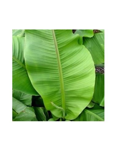 Bananier du Japon "Musa Basjoo"