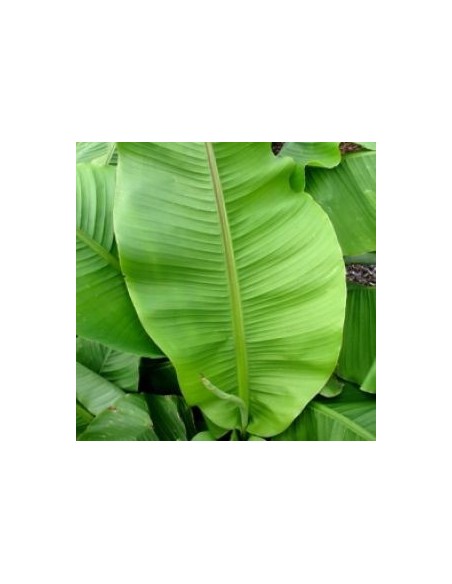 Bananier du Japon "Musa Basjoo"