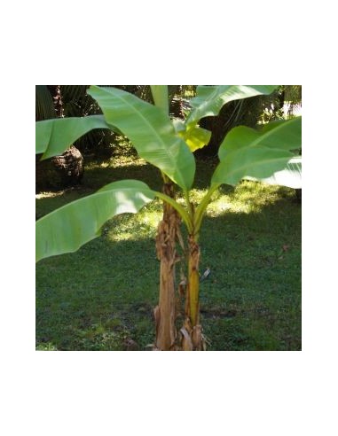 Bananier du Japon "Musa Basjoo"