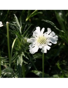 Scabieuse du Caucase "Alba" 2