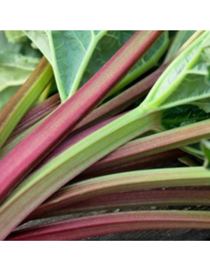 Rhubarbe géante Goliath 2