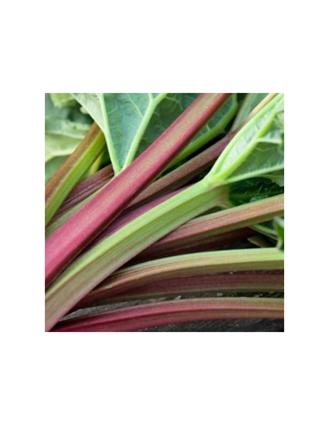 Graines De Rhubarbe Géante Victoria Bio – Rheum Rhaponticum, 20 Graines – Pour Potager, Saveur Acidulée