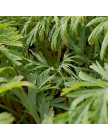 Coeur de Marie Aurora