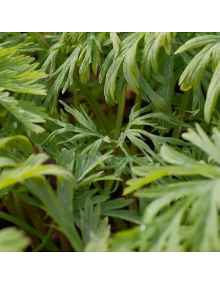 Coeur de Marie Aurora