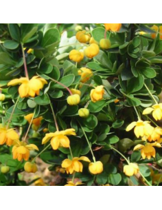 Epine vinette à feuilles de buis