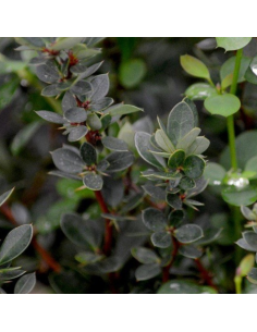 Epine vinette à feuilles de buis 2