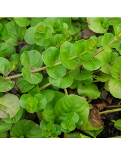 Herbe aux écus - Lysimachia nummularia 2