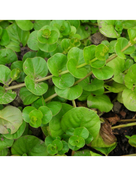Herbe aux écus - Lysimachia nummularia