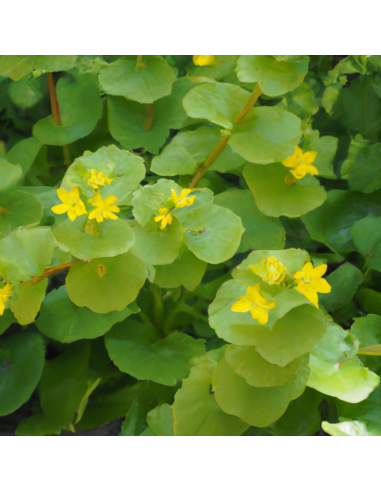 Herbe aux écus - Lysimachia nummularia