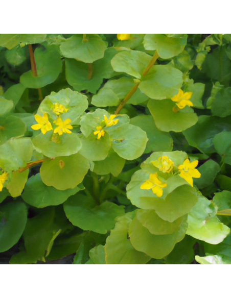 Herbe aux écus - Lysimachia nummularia