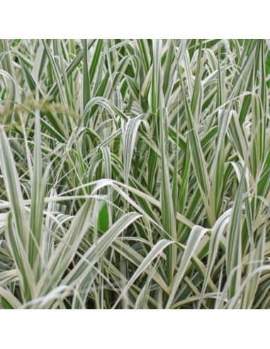 Canne de Provence Versicolor