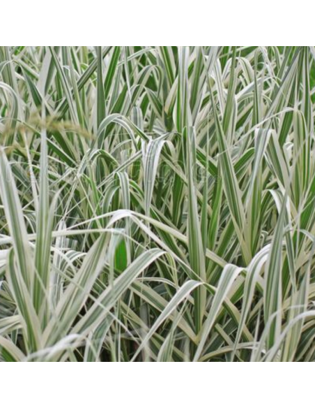 Canne de Provence Versicolor