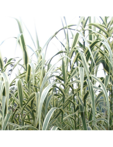 Canne de Provence Versicolor